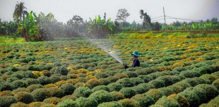 SA ĐÉC PHỐ VÀ HOA SA ĐÉC PHỐ VÀ HOA
